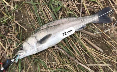 これは、シーバスが来てるで