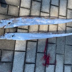 メーター超え太刀魚