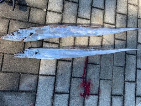 メーター超え太刀魚