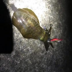 中紀のアオリイカは好調っぽいです。サイズもまあまあになってきました