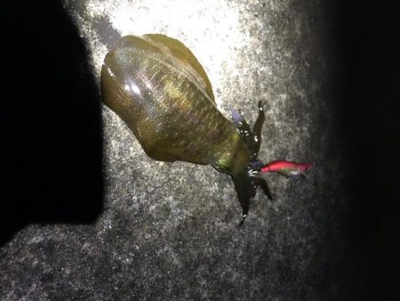 中紀のアオリイカは好調っぽいです。サイズもまあまあになってきました