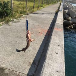 和歌山で秋イカエギング、アオリイカの新子釣果とショアジギングでオオモンハタ