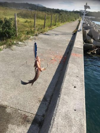 和歌山で秋イカエギング、アオリイカの新子釣果とショアジギングでオオモンハタ