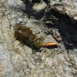 沖磯エギング不発