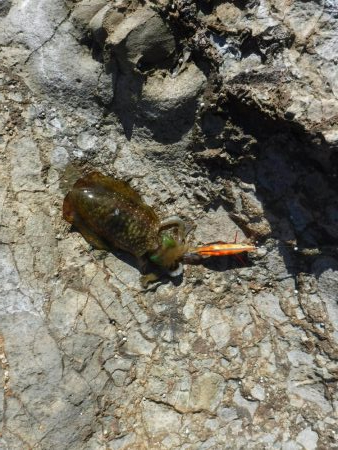 沖磯エギング不発