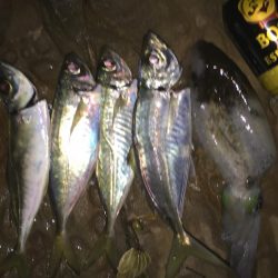 エギングアジング