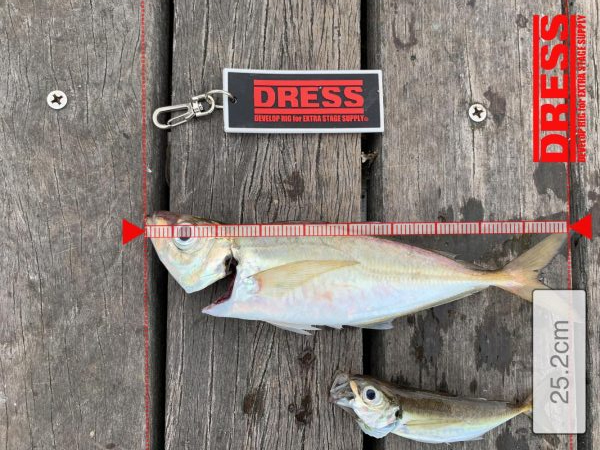 あじがでかい！