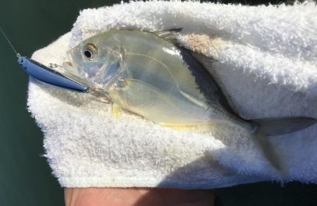 ランガンメッキ探し