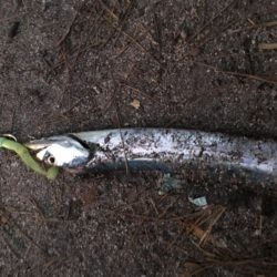 青物撃沈からの勝率100%の刀狩