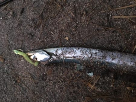 青物撃沈からの勝率100%の刀狩