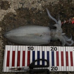 やっと良型ゲット