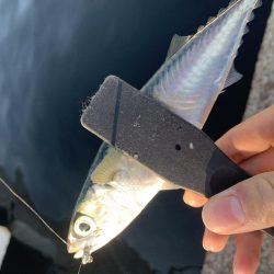 デカアジを求めて