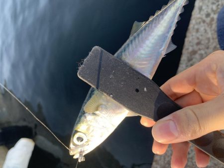 デカアジを求めて