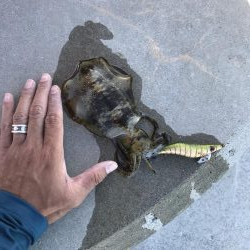 10月10日デイアオリ