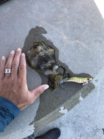 10月10日デイアオリ