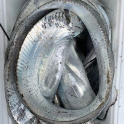 台風後、爆釣、いよいよ太刀魚シーズンか