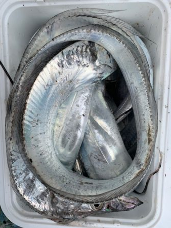 台風後、爆釣、いよいよ太刀魚シーズンか