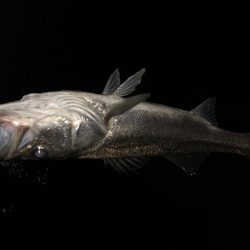 マイワシパターン?