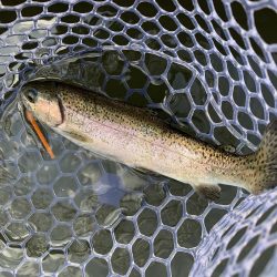 エリアトラウト