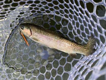 エリアトラウト