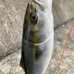 ショアジギング