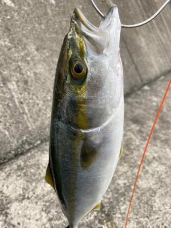 ショアジギング