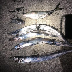 沖にはいません