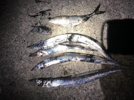 沖にはいません