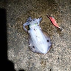 イカの気持ち２