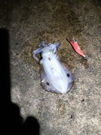 イカの気持ち２