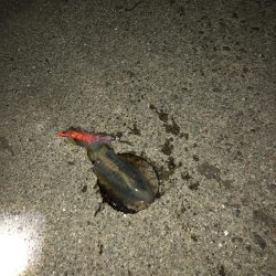 ラストのラストのラストで