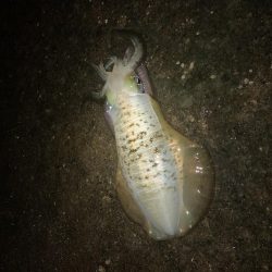 ナイトエギング