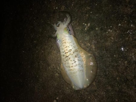 ナイトエギング