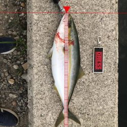 タチウオまだまだ渋い