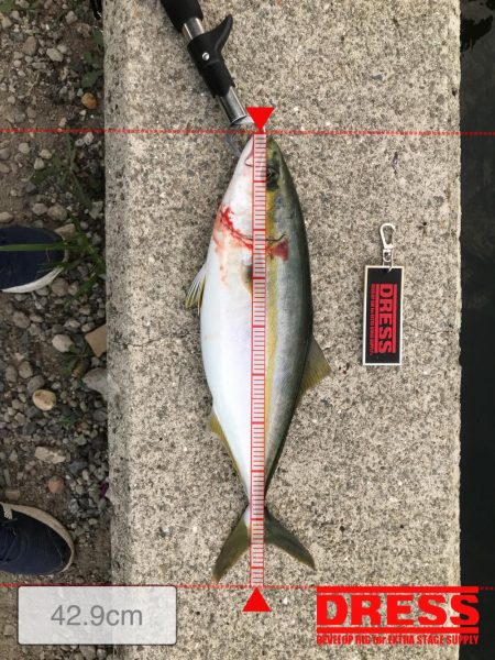 タチウオまだまだ渋い