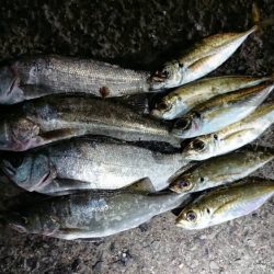 アジが渋いような気がする