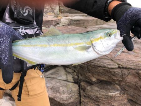 雄島の青物(ツバス)