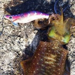 午後から短時間釣行