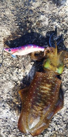 午後から短時間釣行