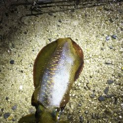 雨の中粘り勝ち