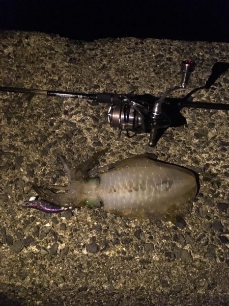 アオリ700オーバーきたで(・x・*)♡