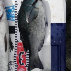 蓋井島フカセとルアー釣り