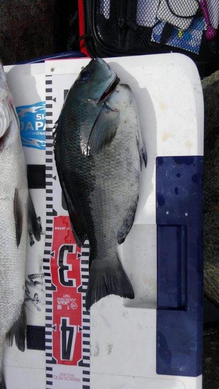 蓋井島フカセとルアー釣り