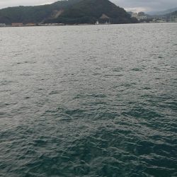 サゴシの群れが小さい？