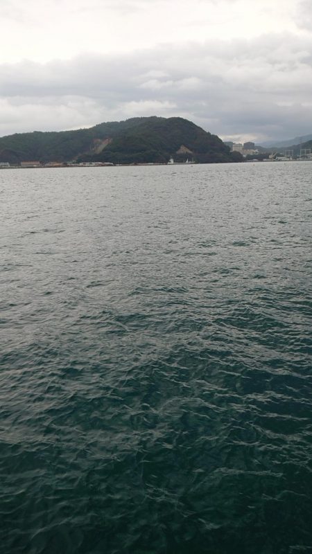 サゴシの群れが小さい？