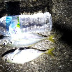 あじメバリング