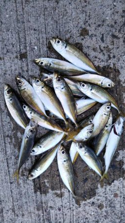 タチウオに会えない