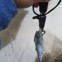 曇のち雨時々サゴシ