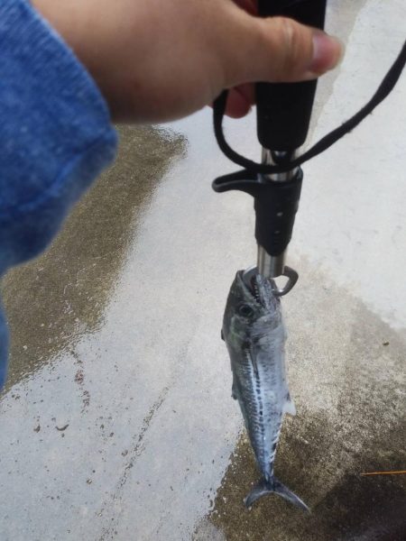 曇のち雨時々サゴシ