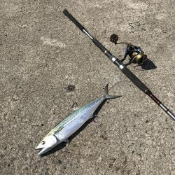 ウネリきつい中で